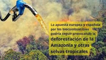 La apuesta europea y española por los biocombustibles podría seguir provocando la deforestación de la Amazonía y otras selvas tropicales