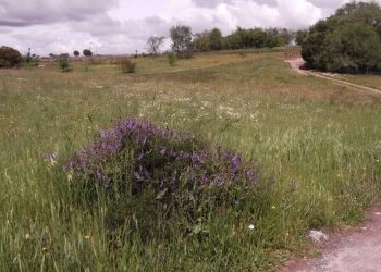 Urbanizar Los Carriles de Alcobendas supondrá talar más de 2000 árboles, construir una montaña artificial pero nada de vivienda social