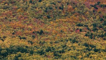 «El abandono de nuestros bosques por los propietarios privados es la principal causa de los incendios forestales»