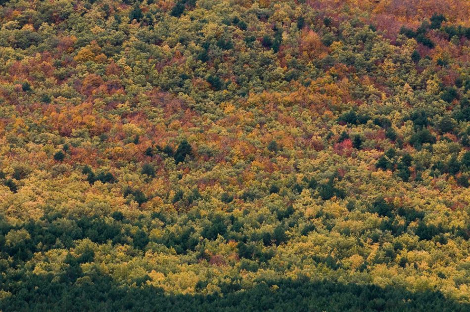 «El abandono de nuestros bosques por los propietarios privados es la principal causa de los incendios forestales»