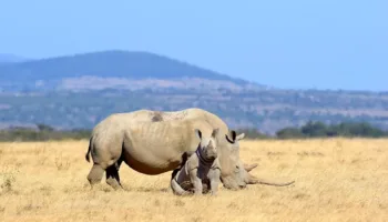 La plataforma defensa animal pide la conservación y protección del rinoceronte