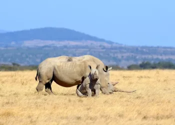 ¿Protección del rinoceronte blanco en el Bioparc de Valencia?