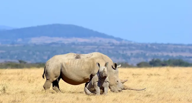 La plataforma defensa animal pide la conservación y protección del rinoceronte