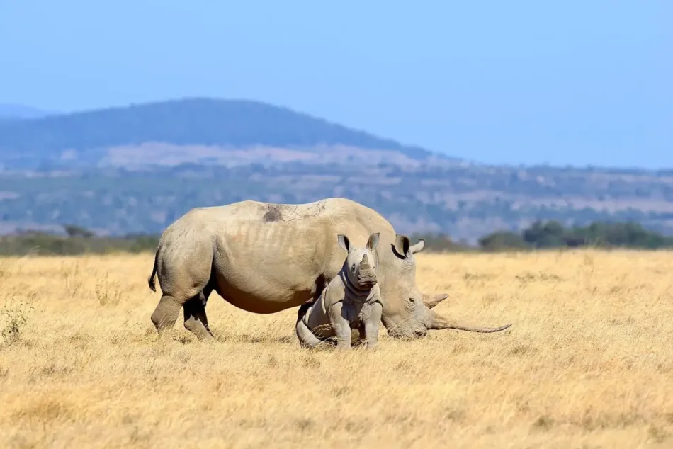 ¿Protección del rinoceronte blanco en el Bioparc de Valencia?