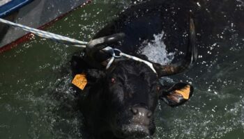 Dénia Animal Save pide al PP que retire su moción para fomentar más los toros a la mar en Denia