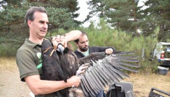 Cerca de trescientas personas participaron en la Fiesta del Buitre convocada por GREFA en la Sierra de la Demanda