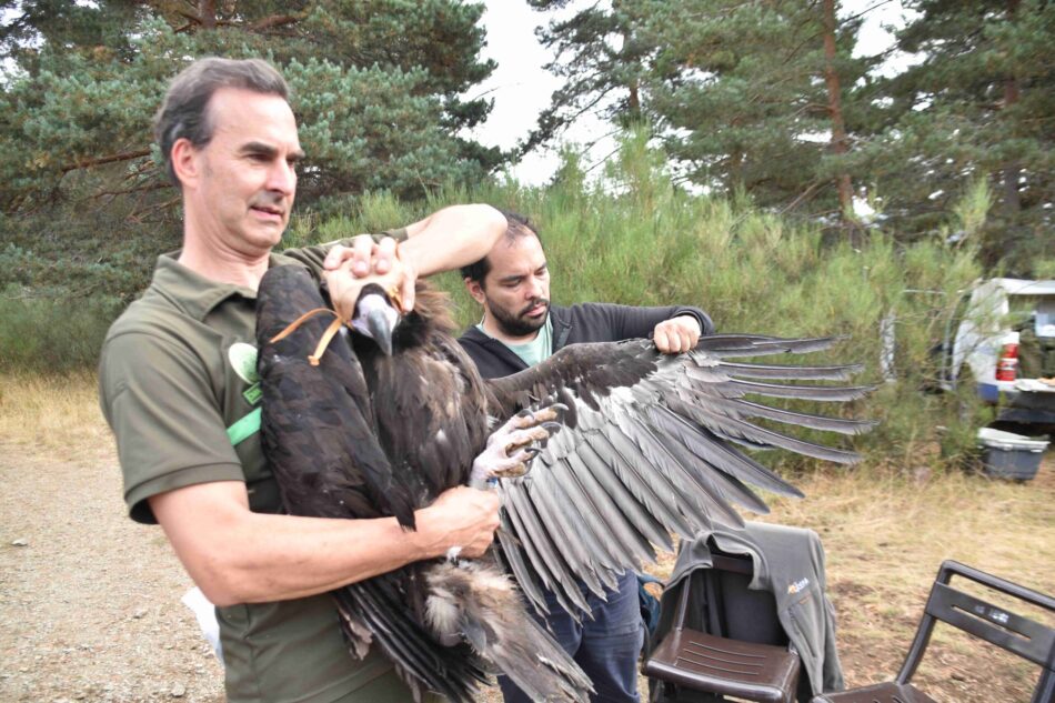 Cerca de trescientas personas participaron en la Fiesta del Buitre convocada por GREFA en la Sierra de la Demanda