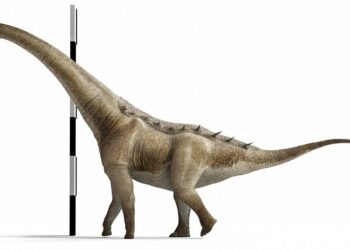 Hallan en Cuenca una nueva especie de dinosaurio gigante