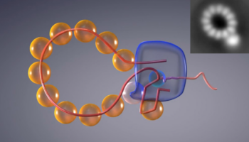 Obtenida la primera ‘película’ de la multiplicación del genoma del virus de la gripe