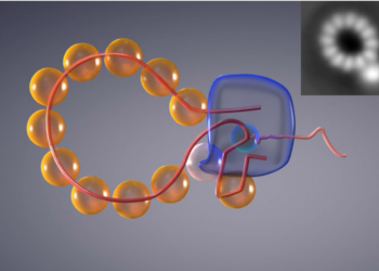 Obtenida la primera ‘película’ de la multiplicación del genoma del virus de la gripe