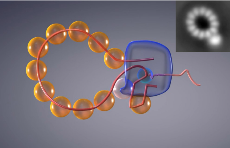 Obtenida la primera ‘película’ de la multiplicación del genoma del virus de la gripe