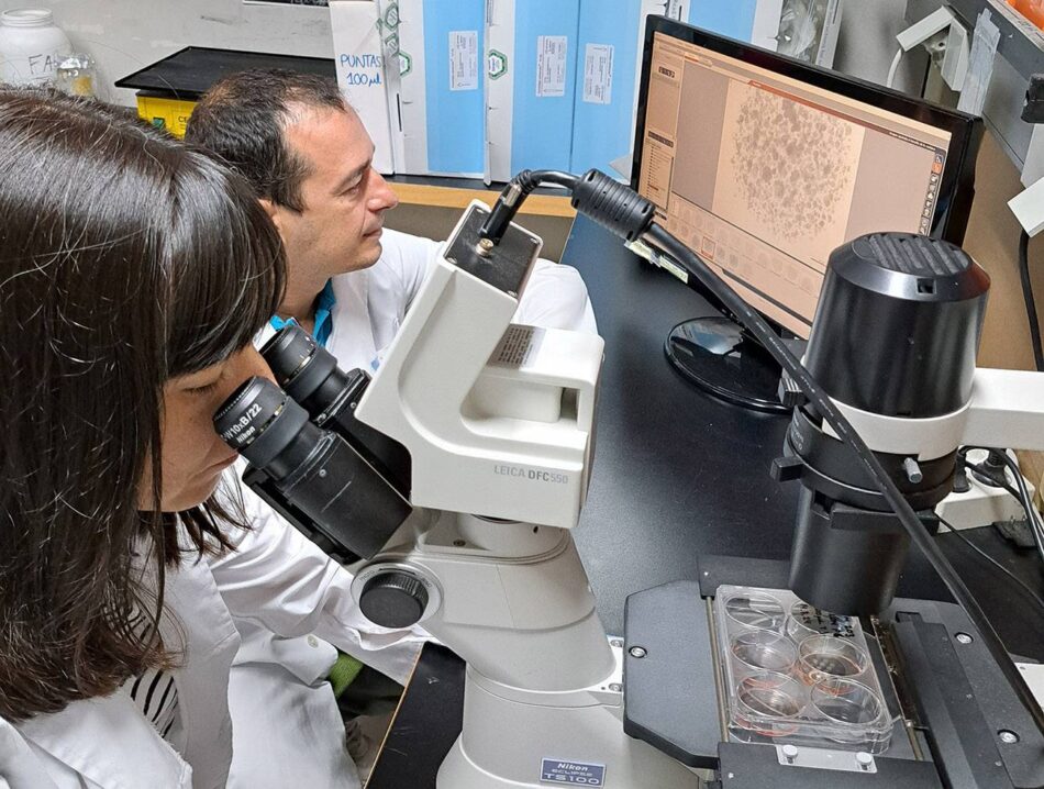 Organoides con células de pacientes frente al cáncer colorrectal