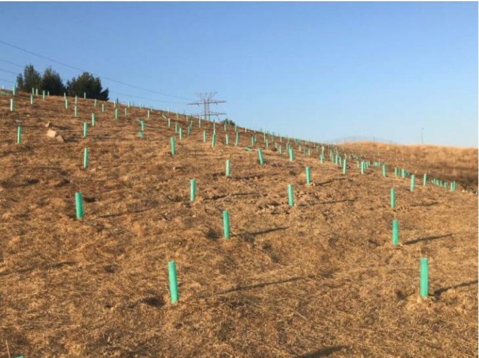 Colectivos ecologistas y sociales de Madrid denuncian al Ayuntamiento por su dejación en el mantenimiento del arbolado urbano