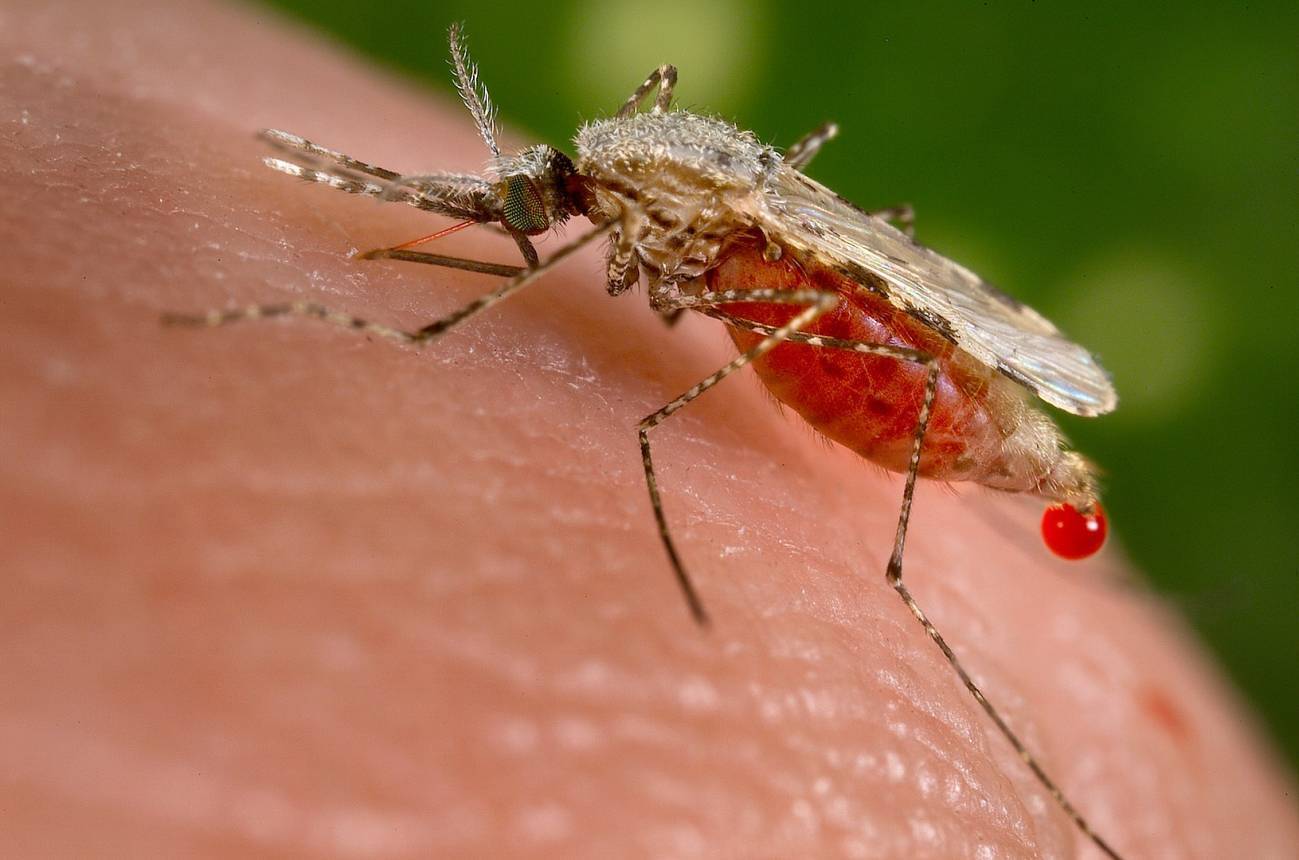 New drug overcomes multiple resistance of malaria parasite – Third information