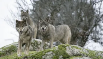 Más de 300 organizaciones de la sociedad civil exigen a la UE reforzar la protección del lobo, no reducirla