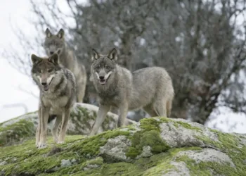 Más de 300 organizaciones de la sociedad civil exigen a la UE reforzar la protección del lobo, no reducirla