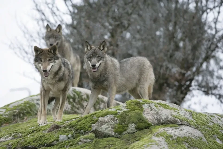 Más de 300 organizaciones de la sociedad civil exigen a la UE reforzar la protección del lobo, no reducirla