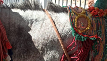 PACMA presenta una «macro denuncia» por maltrato animal contra el Ayuntamiento de Mijas y los arrieros de los burro-taxis