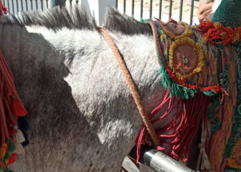 PACMA presenta una «macro denuncia» por maltrato animal contra el Ayuntamiento de Mijas y los arrieros de los burro-taxis