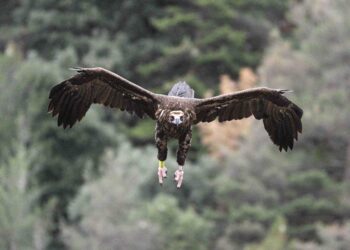 GREFA participa en un proyecto para devolver el buitre negro a los Montes Ródopes, entre Bulgaria y Grecia