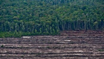 Alianza Verde pide en el Congreso y el Parlamento Europeo acelerar la puesta en marcha de la normativa contra la deforestación importada 