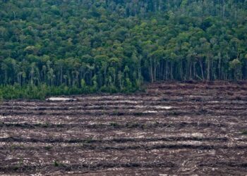 Alianza Verde pide en el Congreso y el Parlamento Europeo acelerar la puesta en marcha de la normativa contra la deforestación importada 