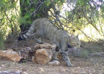 Ecologistas exige a la Junta de Andalucía abordar la situación del gato montés en el Comité de Flora y Fauna Silvestres