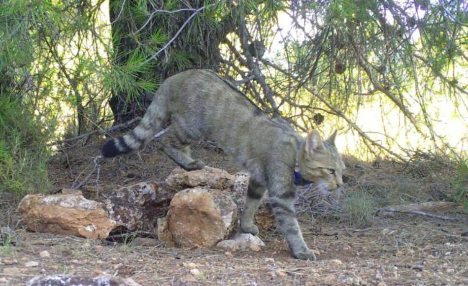 Ecologistas exige a la Junta de Andalucía abordar la situación del gato montés en el Comité de Flora y Fauna Silvestres