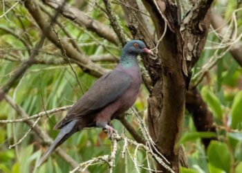 La extinción de 1300 aves en los próximos 200 años borraría roles clave en la naturaleza