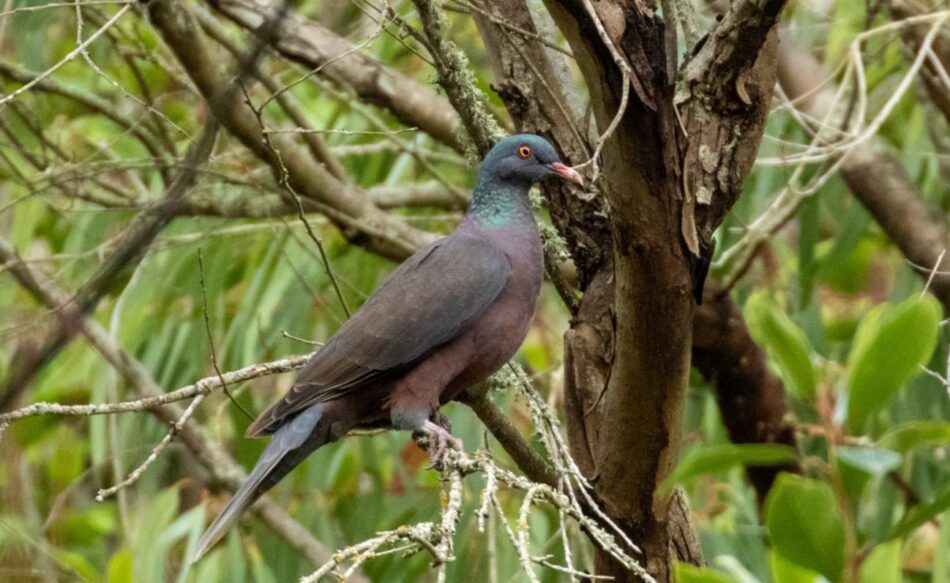 La extinción de 1300 aves en los próximos 200 años borraría roles clave en la naturaleza