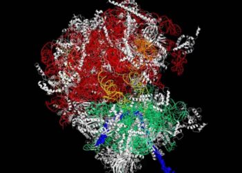 Las células cancerosas usan proteínas para ‘esconderse’ del sistema inmunitario