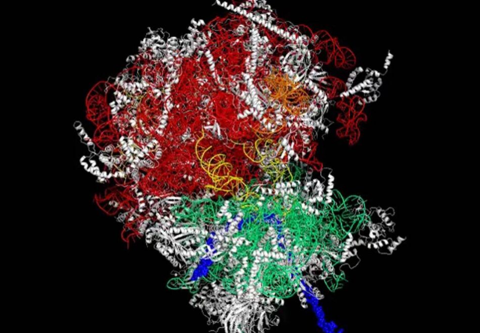 Las células cancerosas usan proteínas para ‘esconderse’ del sistema inmunitario