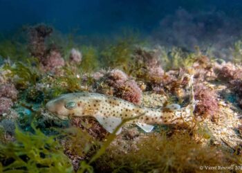 Los tiburones pintarroja recurren a los sustratos plásticos para desovar