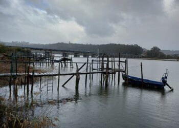 El Principado de Asturias amenaza el futuro de las anguilas de nuestros ríos, al seguir permitiendo la pesca de su cría, la angula de Oriente o Occidente