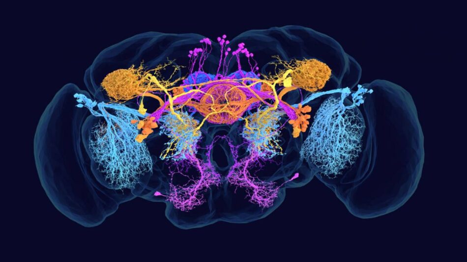 Por qué es importante tener el mapa completo del cerebro de la mosca de la fruta