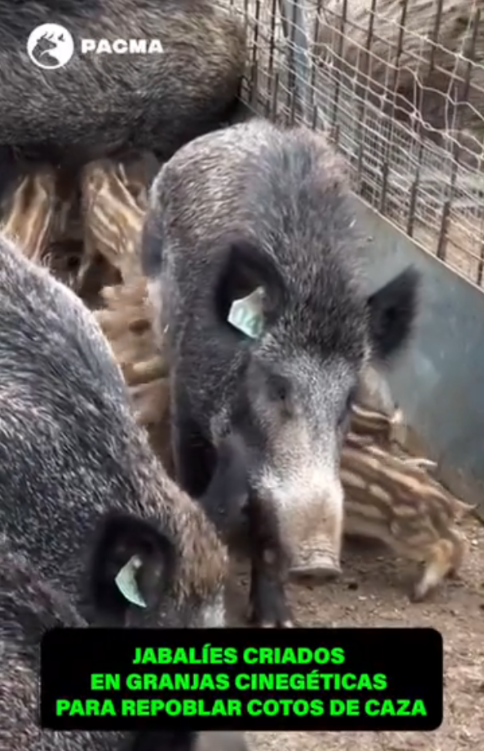 PACMA lanza un impactante vídeo donde expone la procedencia de los jabalíes cazados en los cotos: «luego dicen que hay plaga»