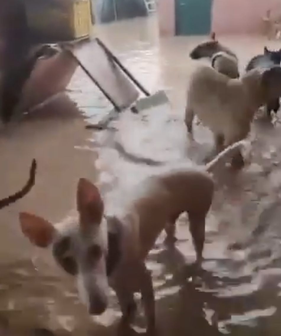 La plataforma defensa animal se solidariza con las víctimas del temporal y alerta de la situación de los refugios en Valencia