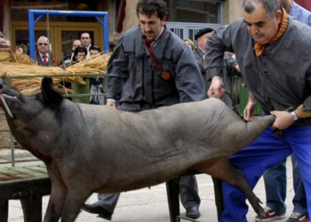 La Junta de Castilla y León elimina la foto de un cerdo con gancho hincado en la papada que ilustraba las «matanzas del cerdo» en la web de Cultura y Turismo