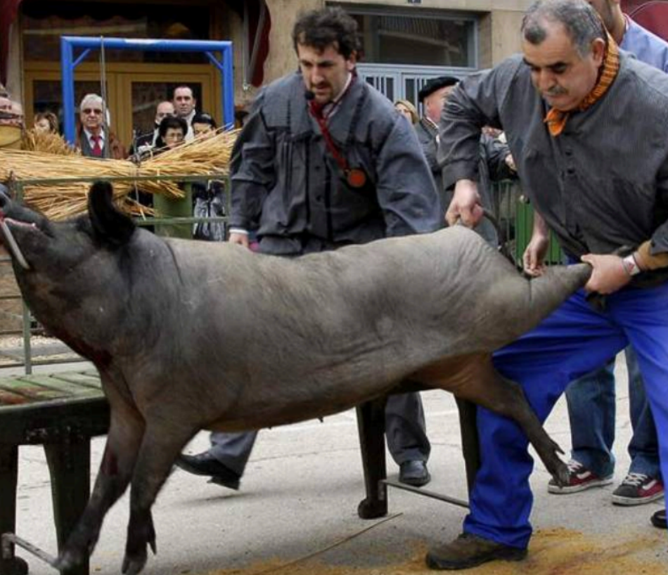 La Junta de Castilla y León elimina la foto de un cerdo con gancho hincado en la papada que ilustraba las «matanzas del cerdo» en la web de Cultura y Turismo