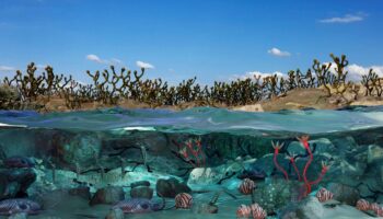 Una belleza primitiva: así eran las plantas más antiguas descubiertas en Sudamérica