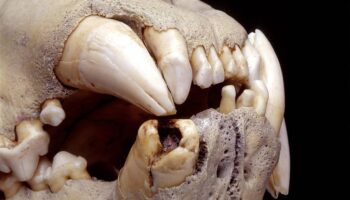 Una dieta ‘rica’ en humanos: lo que ha revelado la dentadura de los leones del pasado