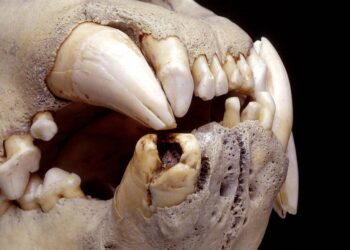 Una dieta ‘rica’ en humanos: lo que ha revelado la dentadura de los leones del pasado