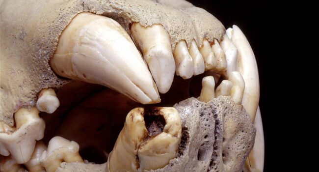 Una dieta ‘rica’ en humanos: lo que ha revelado la dentadura de los leones del pasado