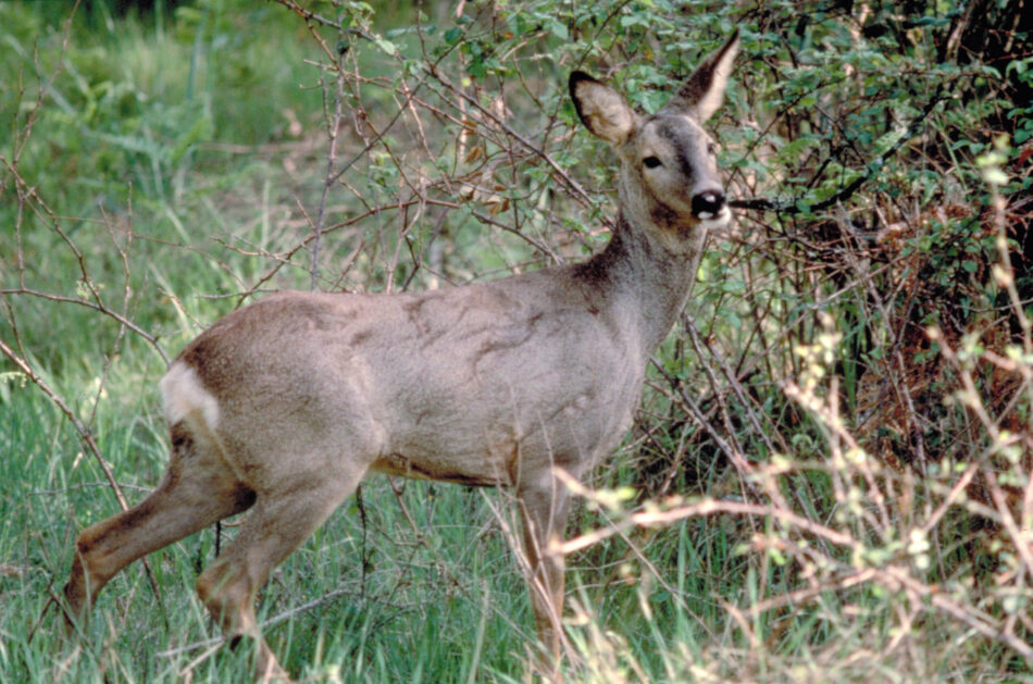 Se levanta la veda para matar a más de un millón de animales