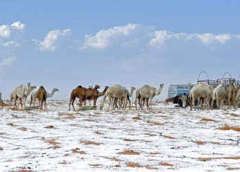 Desierto de Arabia Saudita registra la primera nevada de su historia