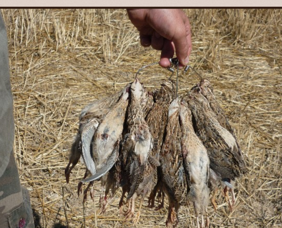 Alianza Verde rechaza la posición negacionista del Ministerio de Agricultura por respaldar a los cazadores frente al criterio científico que avala la suspensión de la caza de especies en peligro