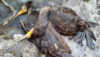 Las ONG ambientales exigen al Gobierno asturiano retirar de manera definitiva la autorización del control letal de cormoranes