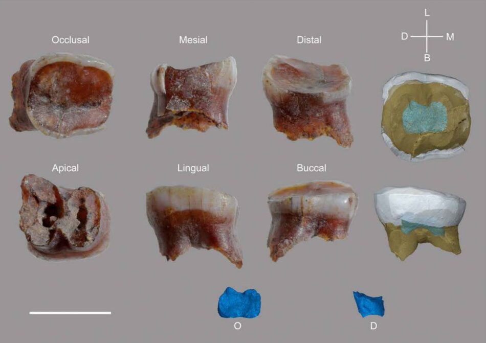 Descubren restos neandertales en la cueva de la Arbreda