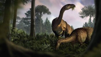 Excrementos fósiles de dinosaurio dan nuevas pistas sobre por qué llegaron a dominar la Tierra