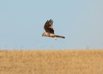 LIFE SOS Pygargus: arranca un proyecto a favor del aguilucho cenizo que también beneficiará al agricultor